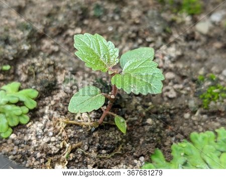 Young Muntingia Calabura Plant In The Garden