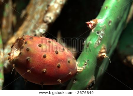 ลูกแพร์ Prickly