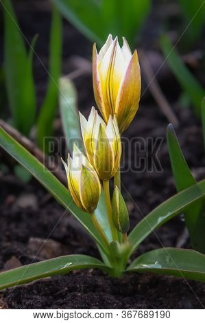 Tulip Tarda Dasystemon Flowers Growing In Garden