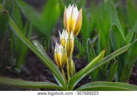 Tulip Tarda Dasystemon Flowers Growing In Garden