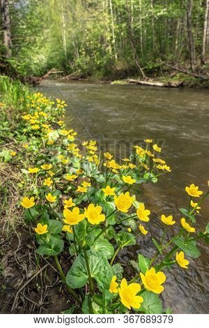 Caltha Palustris Yellow Flowers Near River In Forest