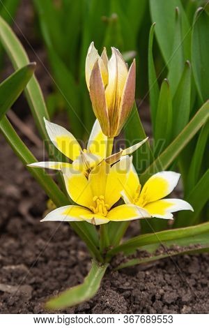 Tulip Tarda Dasystemon Flowers Growing In Garden