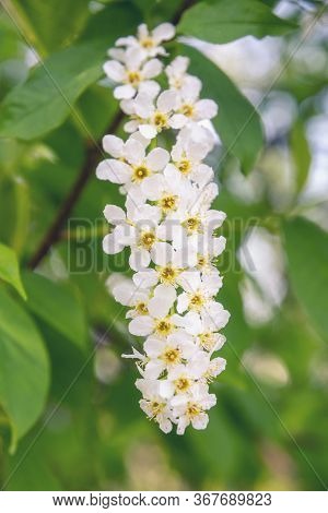 Blossoming Bird Cherry Tree Or Prunus Padus Inspring