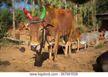 Kolli Hills, Tamil Nadu, India. Circa January, 2019. A Cow With A Red And A Green Horn Rests In A Ba