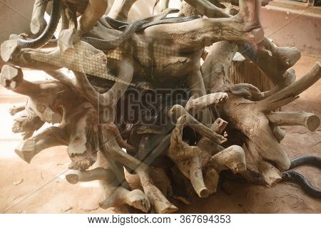 Animals And Wildlife. Snake Nest In Tree Roots
