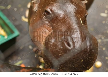 Cute Hippo Looks Into The Frame, Close-up