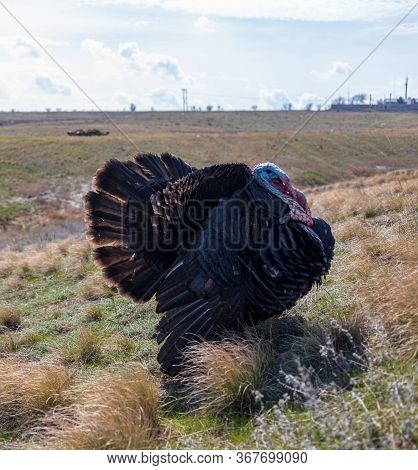 Chic Black With Colored Turkey Feathers Walks Freely On The Grass