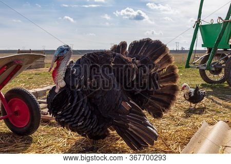 Chic Black With Colored Turkey Feathers Walks Freely On The Grass