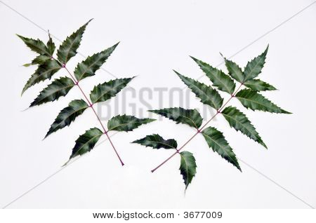 Neem