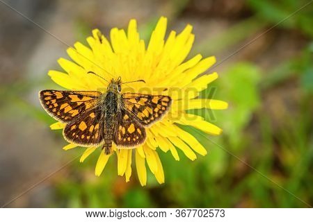 Close Up Image Of A Small Bright Orange And Brown Butterfly, The Chequered Skipper, With Spread Wing