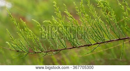 Delicate Green Spring Thuja Sprig, Thin Stems, Green Blurred Background