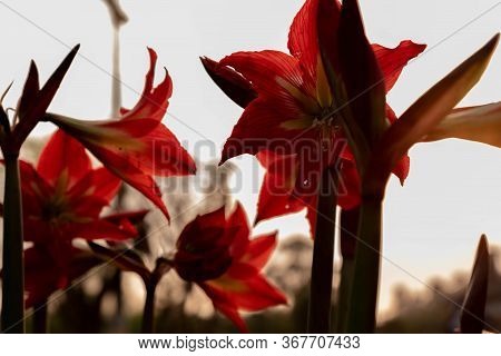 Plants Of Canna Indica In Flowering 02