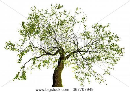 Illustration Of A Bonzai Isolated On White Background, 3d Illustration