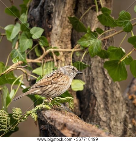 Beautiful Dunnock Bird Prunella Modularis On Ivy Covered Branch In Spring