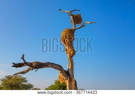 Thorn Tree With Large Weavers Nests In Etosha National Park, Namibia