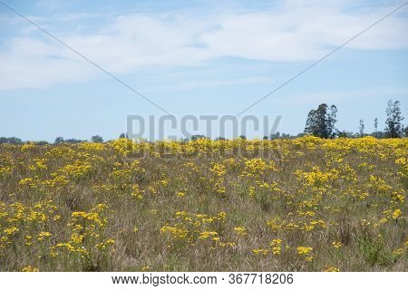 Field Of Ryegrass Grass (lolium Multiflorum) In Flowering. Graminea With Early Production Cycle, Whi