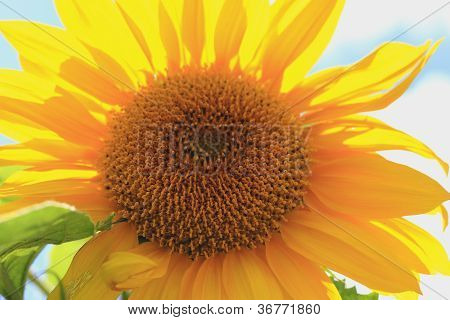 Słonecznik (Helianthus annuus)