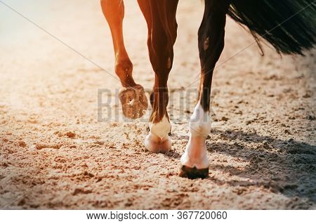 The Feet Of A Black Racehorse Galloping Across A Sandy Arena, Its Hooves Kicking Up Sand And Dust In