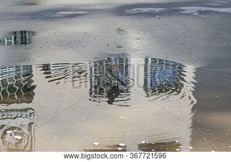 Throstle Bathes In A Puddle. Song Birds Flew To Nesting Place In Moscow
