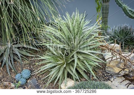 Picture Of Some Hechtia Plants In Arid Ambiance