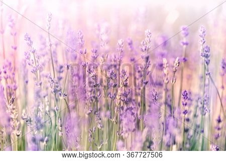 Selective And Soft Focus On Lavender, Beautiful Flowering Lavender Flowers, Lavendel Lit By Sunlight