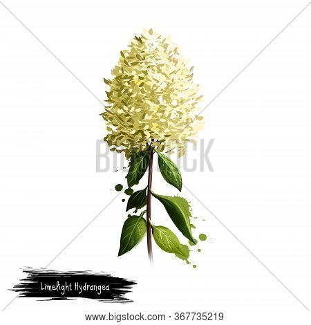 Limelight Hydrangea Isolated On White. Hand Drawn Flowering Bush Of Hydrangeaceae Family. Colorful B