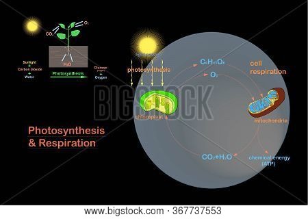 Scheme Of Photosynthesis And Respiration, Hand Drawn Biology Stock Vector Illustration On Black
