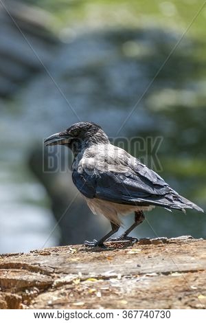 The Hooded Crow (corvus Cornix) .