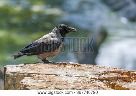 The Hooded Crow (corvus Cornix) .