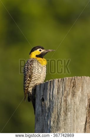 Close Up Of A Campo Flicker (colaptes Campestris) Perched On A Tree Trunk, South Pantanal, Brazil.