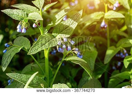 Fresh Blue Brunnera Blossoming Flowers On Green Leaves Background In The Garden In Spring.