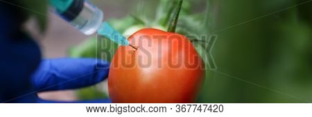 Injection Vegetable For Quick Ripening Tomato. Man In Nylon Gloves Holds Small Syringe In His Hands,