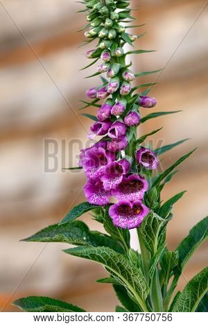 Pink Purple Common Foxglove Digitalis Purpurea Fairy Fingers In Summer Cottage Garden