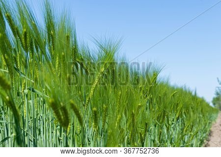 Barley Field In Spring Under Blue Sky