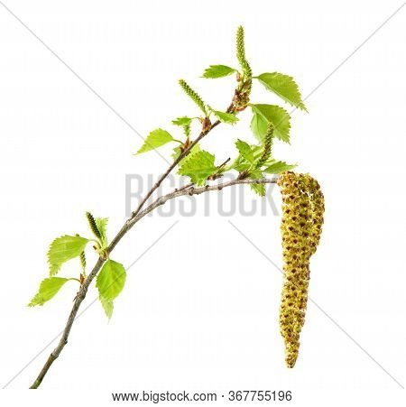 Birch Twigs With Catkins Isolated On A White Background. Young Spring Birch Branch With Catkins. Spr