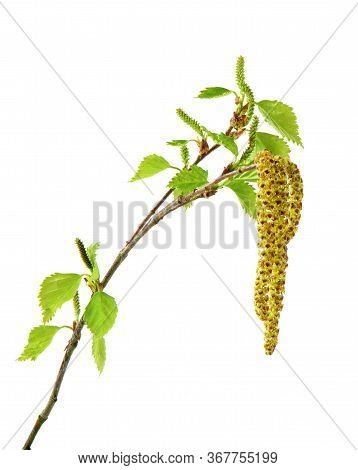 Birch Twigs With Catkins Isolated On A White Background. Young Spring Birch Branch With Catkins. Spr