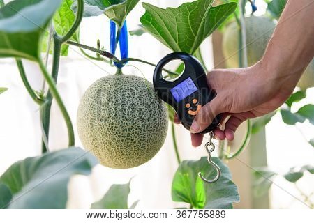 Use Portable Digial Scale For Fresh Melon  Weigh In Farm