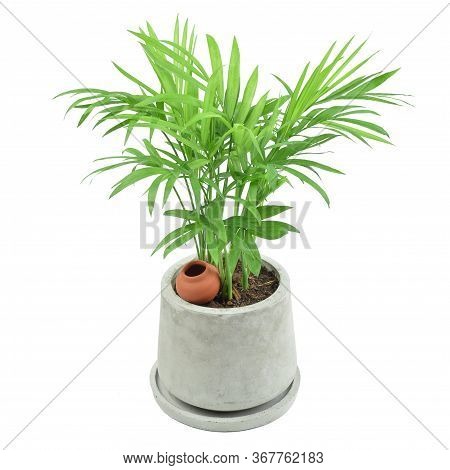Green Howea Palm-tree In Mortar Pot Isolated On White Background.