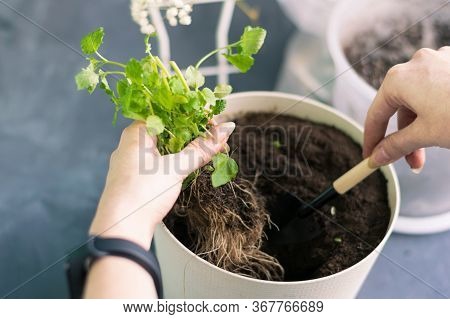 Planting Greens In A Pot From The Store In The Pot. Melissa Officinalis In Female Hands. Home Garden