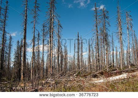 Dead Forest In Plï¿½ckenstein, Germany
