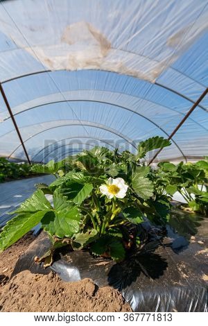 Cultivation Of Strawberry Fruits Using The Plasticulture Method, Plants Growing On Plastic Mulch In
