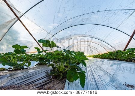 Cultivation Of Strawberry Fruits Using The Plasticulture Method, Plants Growing On Plastic Mulch In