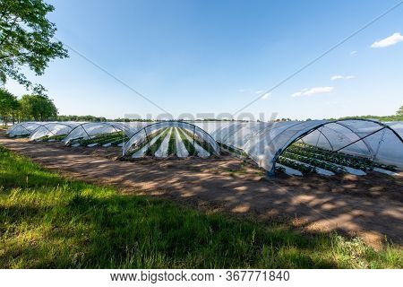 Cultivation Of Strawberry Fruits Using The Plasticulture Method, Plants Growing On Plastic Mulch In 