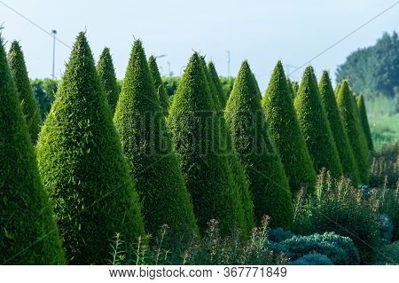Well Shaped Green Conical Thuja Coniferous Trees In Garden