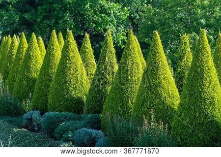 Well Shaped Green Conical Thuja Coniferous Trees In Garden