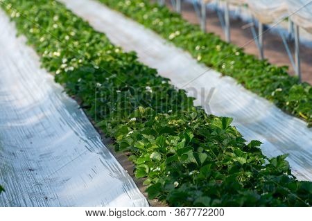Cultivation Of Strawberry Fruits Using The Plasticulture Method, Plants Growing On Plastic Mulch In
