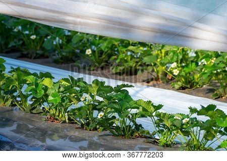 Cultivation Of Strawberry Fruits Using The Plasticulture Method, Plants Growing On Plastic Mulch In