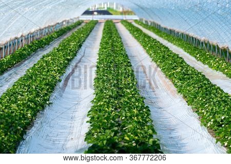Cultivation Of Strawberry Fruits Using The Plasticulture Method, Plants Growing On Plastic Mulch In