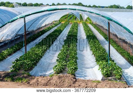 Cultivation Of Strawberry Fruits Using The Plasticulture Method, Plants Growing On Plastic Mulch In