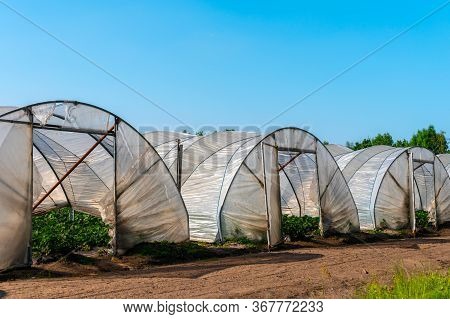 Cultivation Of Strawberry Fruits Using The Plasticulture Method, Plants Growing On Plastic Mulch In